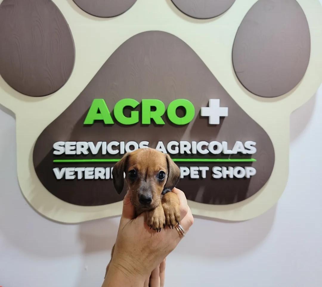 Agro + Veterinaria